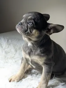 Buldog francuski - Andor