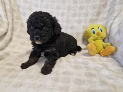 Cavapoo - Samuel