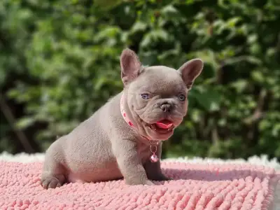 Französische Bulldogge - Böbe 