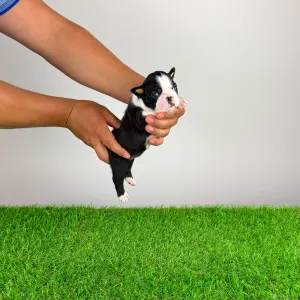 Boston Terrier - Kismet