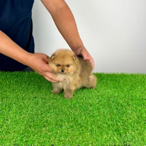 Pomeranian - Texus