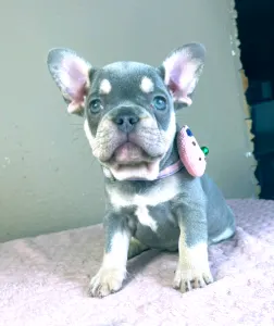 Francia bulldog - Kira