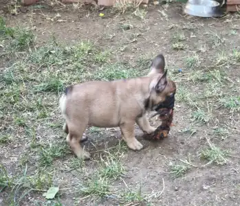Francia bulldog - Romeo