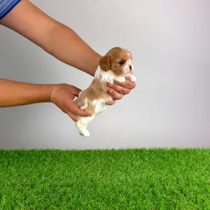 Кавалер кинг-чарльз-спаниель - Dina