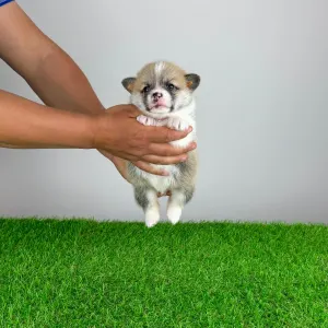 Pembroke Welsh Corgi - Zuro