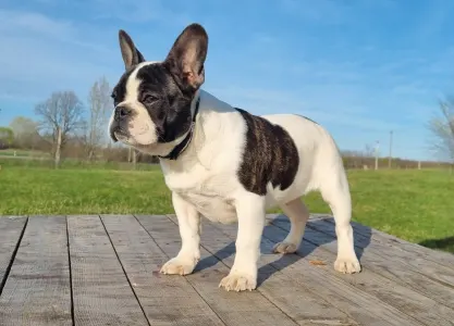 French Bulldog - Ibrahimovic