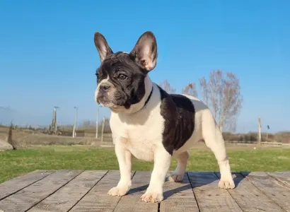 Französische Bulldogge - Isabell