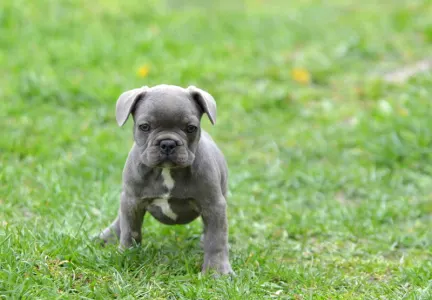 Bulldog francez - Monty