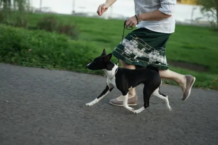 Basenji - Lucky Alien Lightnes Butterfly