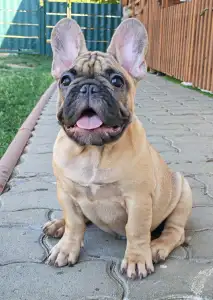 Buldog francuski - Elmo