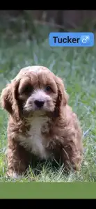 Cavapoo - Tucker