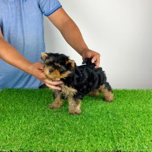 Yorkshire Terrier - Adia
