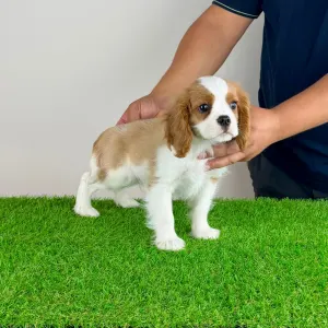 Cavalier king Charles spaniel - Aristor