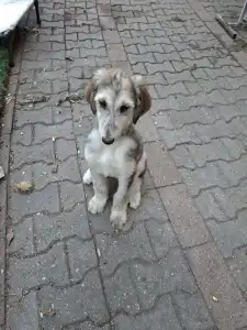 Afgán agár - Zoraya