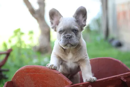 Francia bulldog - Urus