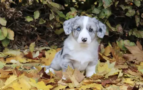 Welsh Corgi Cardigan - Abba Rossie Ebonit Exclusive