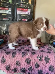 Border Collie - Brownstone Of Dynamic Pleasure