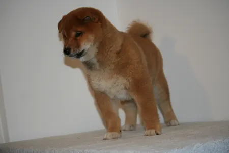 Shiba inu - Hoshibaru Be My Friend