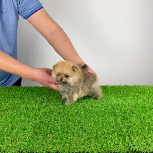 German Pomeranian Spitz - Sunkiss