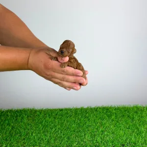 Pudel Toy - Disney