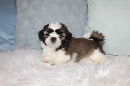 Shih Tzu - Astor