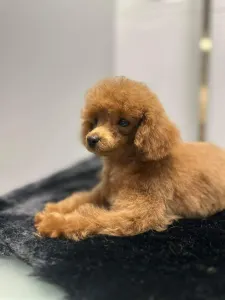 Poodle Toy - Prada Pupett