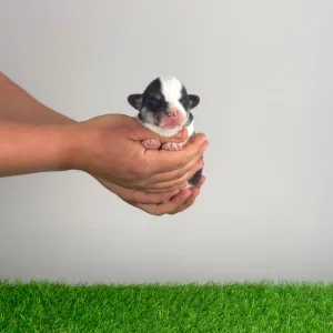 Pembroke Welsh Corgi - Yesso