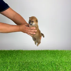 Shiba - Yarrow