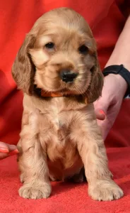 Angol Cocker spániel - Enjoy The Sunshine From Work & Show