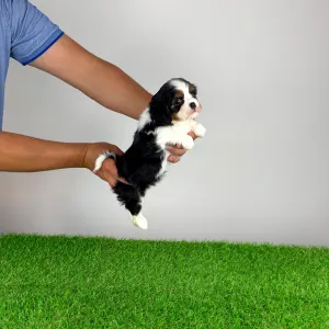 Cavalier King Charles spániel - Minnie