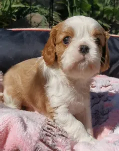 Cavalier King Charles Spaniel - Imany 
