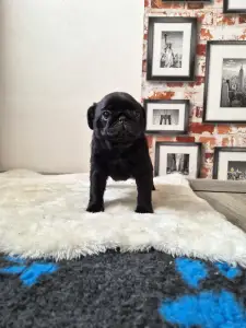Pug - Queen Bee