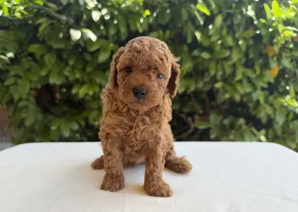 Caniche Nain - Imola