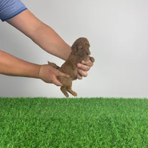 Barbone nano - Kiko