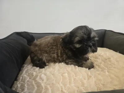 Shih Tzu - Dora