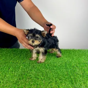Yorkshire Terrier - Dora