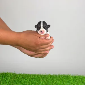 Welsh Corgi Pembroke - Corsa