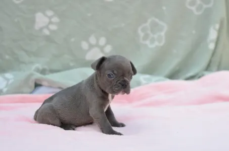 Francouzský buldoček - Málna