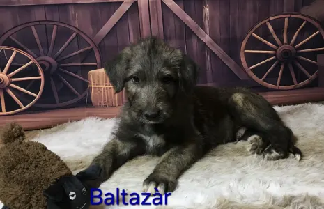 Irischer Wolfshund - Baltazár