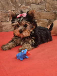 Yorkshire Terrier - Lédy