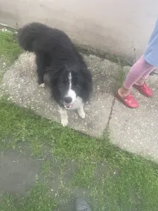 Border Collie - Lucifer