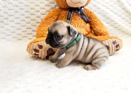 Francia bulldog - Herkules
