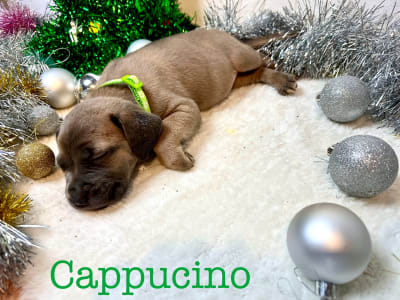 Cane Corso Italiano - Cappucino