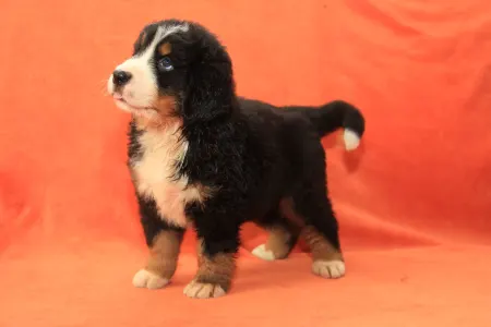 Ciobanesc de Bernese - Eddie