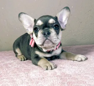 French Bulldog - Melissa