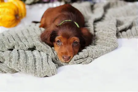 Jamnik - Sólyomvári Koda