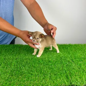 Chihuahua - Kwai
