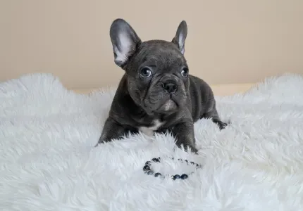 French Bulldog - Zénó 