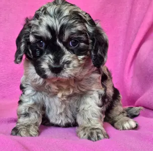 Cavapoo - Merida