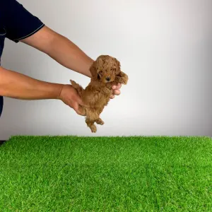 Pudel toy - Zingo